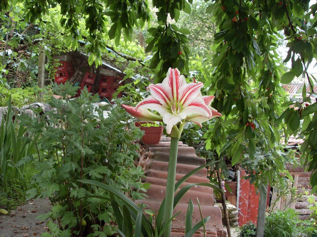 Guest House Rimski Most Melnik  Dış mekan fotoğraf